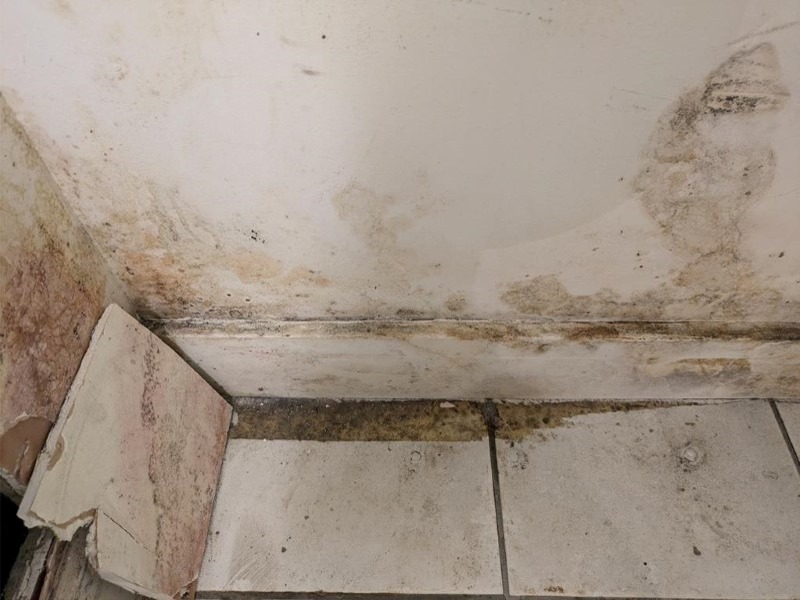 Mould in Basement Apartment – West London